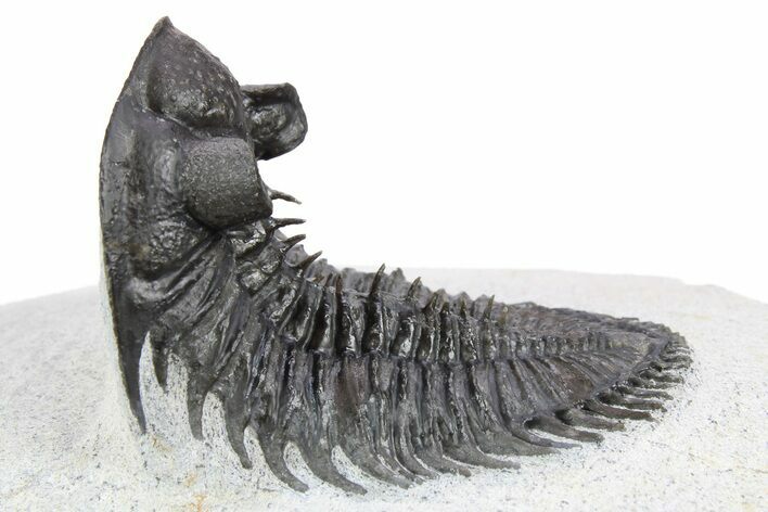 Tower-Eyed, Erbenochile Trilobite - Ou Driss, Morocco #254075